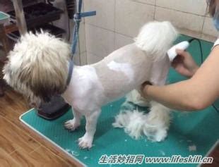 为什么狗狗剪毛时不动,狗狗剪毛为什么自卑