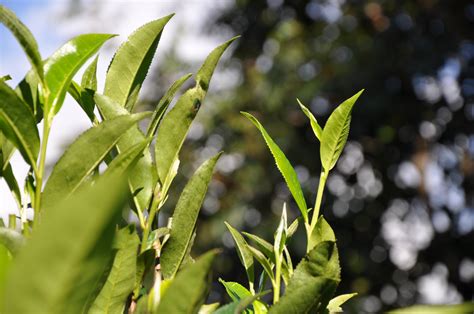 云南茶叶山头有哪些,六张图表分清云南茶山关系