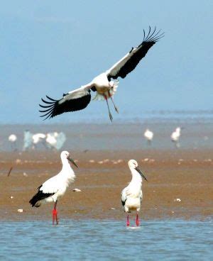 首批白鹤飞临鄱阳湖越冬栖息，拍鸟佳期来临，拍鸟注意事项