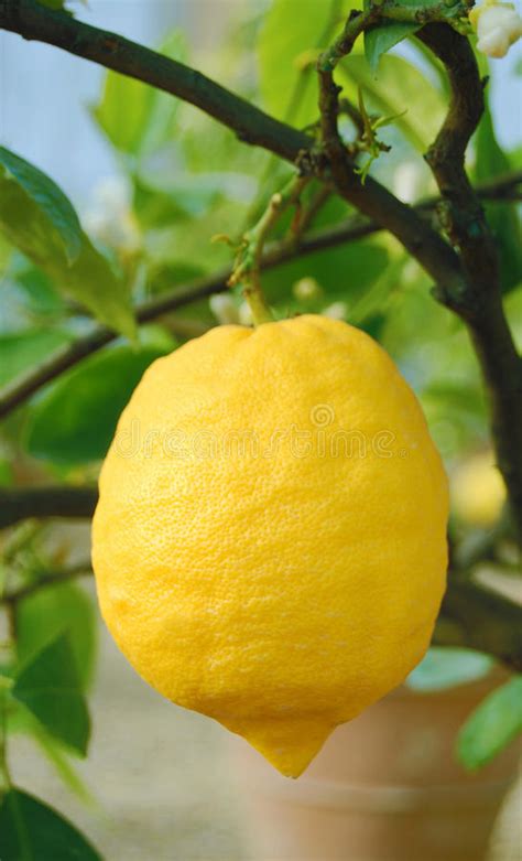 问一问大家柠檬树装修怎么样,天津柠檬树装修怎么样