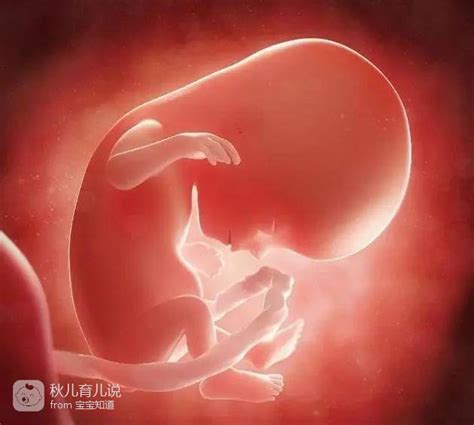 孕5周胎停会出现什么症状