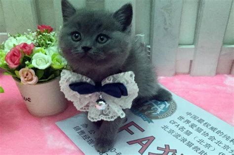 什么動物一生只認一個主人?