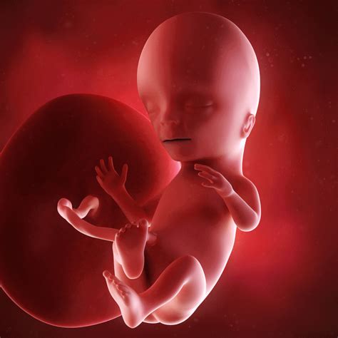 胎儿多少周有胎动