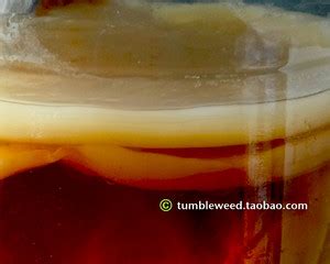红茶菌为什么要用茶叶,比你更懂红茶的老茶客