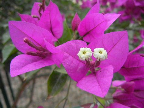 深圳街头路边常见的一种景观花卉，谁知道这花叫什么名字？有图片。