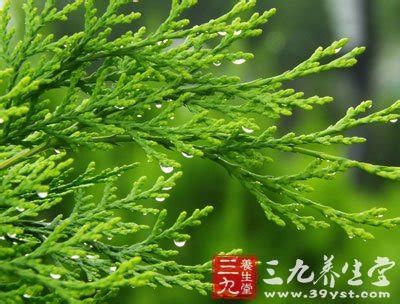 侧柏叶煮水洗头的功效