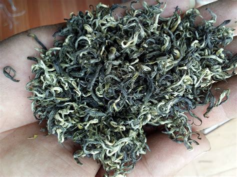 信阳哪里招工摘茶叶,三分之一的茶叶产量被浪费