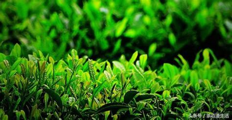 六安瓜片哪个季节喝,绿茶之最是六安瓜片