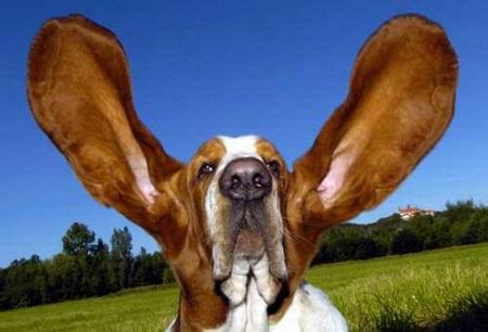 狗狗耳朵里有白色痘痘,狗耳朵白色的东西是什么原因是什么情况