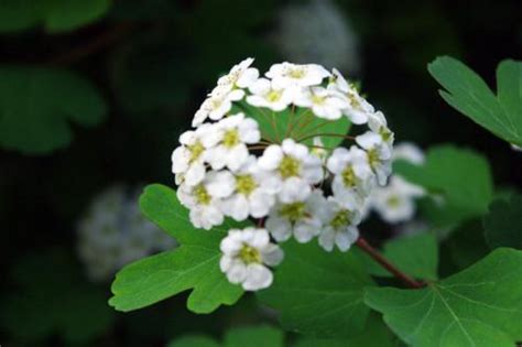 虎耳草科的山梅花属和溲疏属有什么区别？