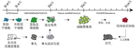 什么样的男人y精子活跃