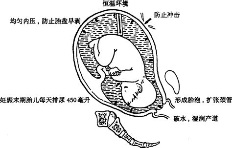 24周羊水太少最快方法