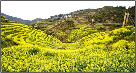 江西婺源油菜花的介绍