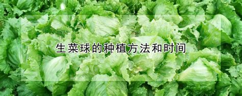 生菜球怎么做才好吃啊