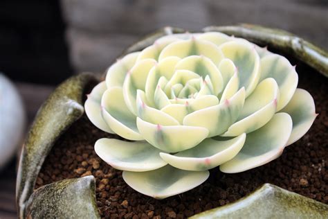 盆栽植物有哪些,几种常见盆栽植物介绍