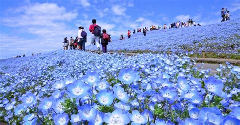 日本有什么赏花的好地方?