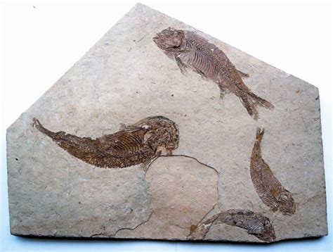 树化石哪里鉴定好,三亿年前的树化石