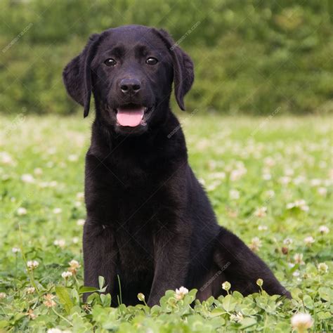 拉布拉多犬性格怎样