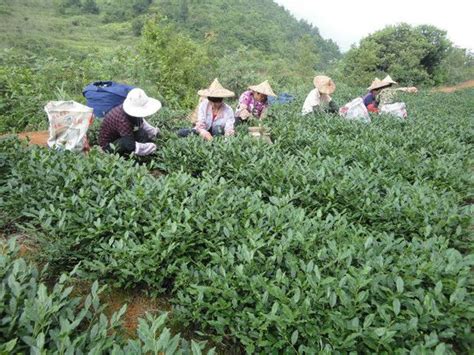 漳州茶叶学校在哪里,共享茶室在漳州悄然兴起