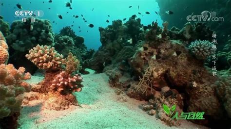 幻兽爱合成珊瑚,什么是合成珊瑚