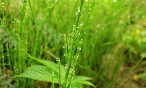 开水烫过的节节草,你见过吗?