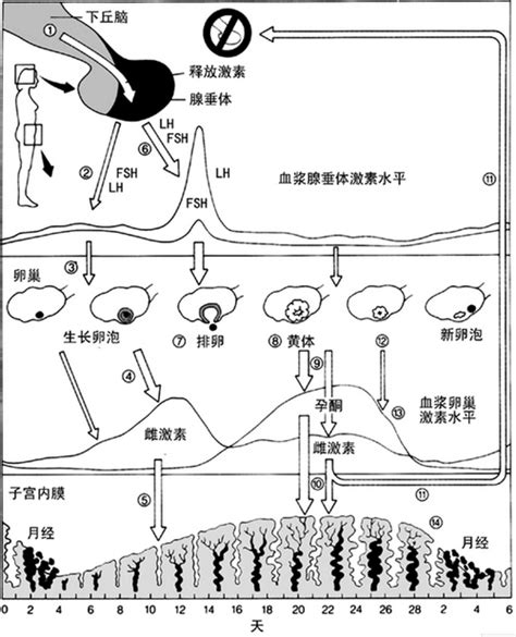 怀孕20周激素水平