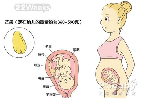 怀孕30周了胎动多少才正常