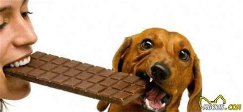 狗为什么不能吃巧克力,为什么狗狗不吃巧克力