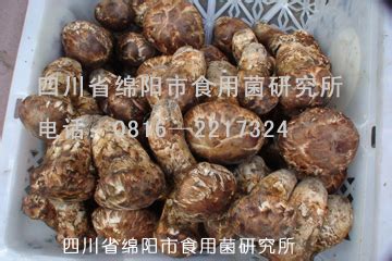 中国松茸产业仍处于粗加工阶段 松茸种植未来展望