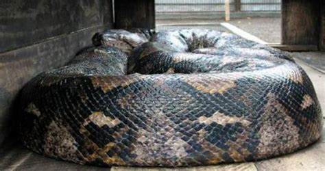 800斤大蟒蛇图片