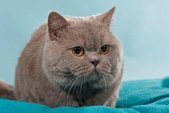 猫一个月能吃多少猫粮,英短猫粮能吃多少