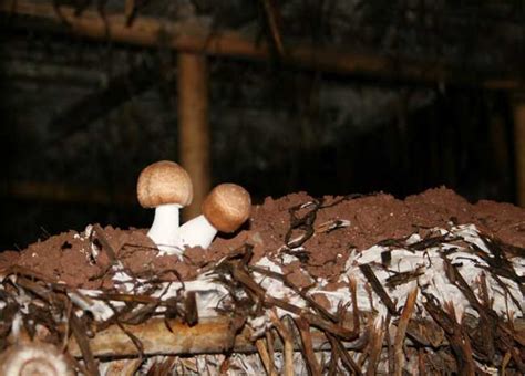 姬松茸的种类图片 菇中真玉姬松茸