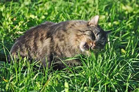 我家的猫不吃猫草怎么办,小猫不肯吃猫草怎么办