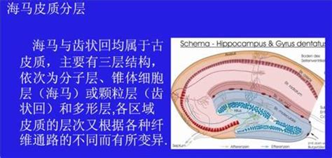 海马是怎么辨别雌雄的