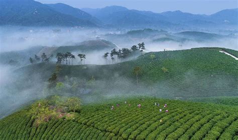 茶产业发展现状,什么茶产业发展