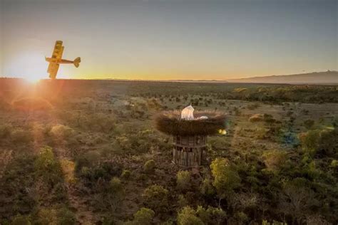最大的鸟巢最小的酒店，在非洲平原仰望星空