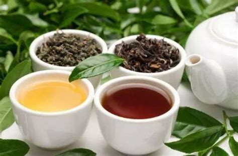 乌龙茶茶包括哪些茶叶,哪些茶叶属于乌龙茶
