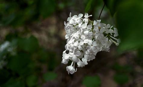 白丁香花怎么养 白丁香的种植与养殖方法