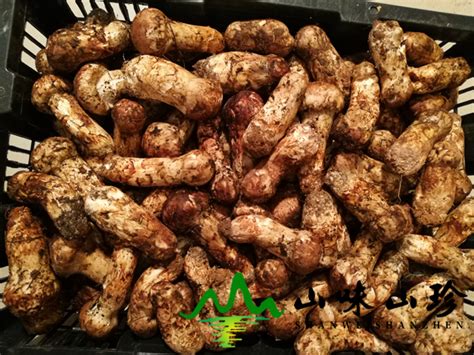 洋松茸专注有机褐菇产业发展,产业遍布全国各地