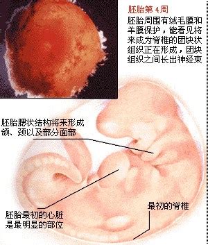 胎儿四肢发育短7周