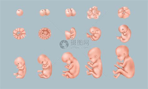 1-4个月胎儿发育图片