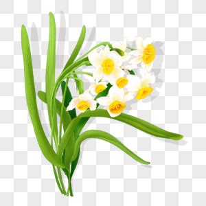 我的植物朋友-水仙花作文300字[通用5篇]