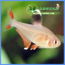 什么是玻璃扯旗,宠物玻璃扯旗的习性特征与喂养等介绍