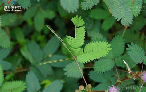 the mimosa tree ,是含羞草? 干吗要tree ?