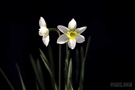 美丽的水仙花_我最喜欢的植物作文350字（经典6篇）