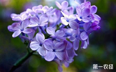 紫丁香的花语是什么?