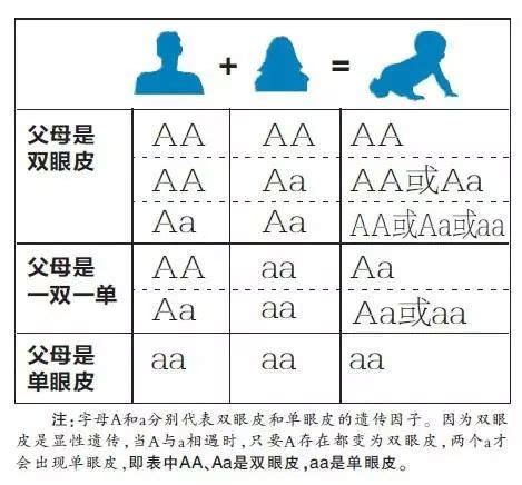 新生儿有没有双眼皮多久能看出来