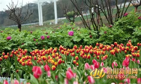 请问谁知道成都哪里有花卉种植基地拜托了各位 谢谢