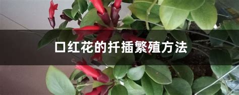 口红花什么时候开花(几月) 口红花扦插繁殖方法