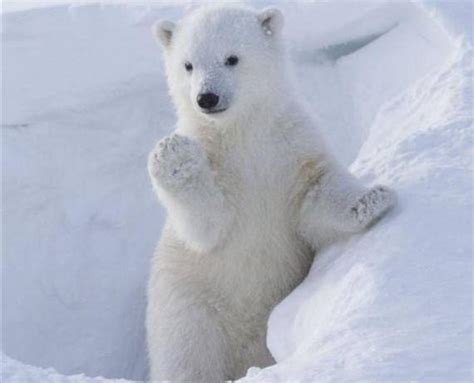 为什么北极熊只生活在北极,为什么北极熊在北极